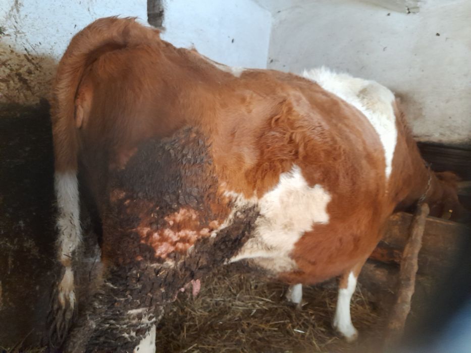 Vând vacă +tauras 7 luni sănătoși