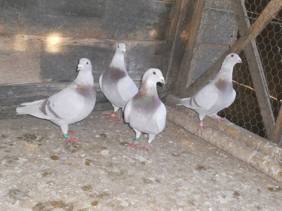 Porumbei Voiajori Bricoux