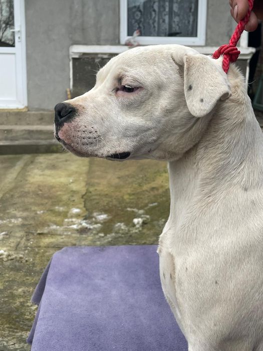 Mascul Dog Argentinian/Pedigree