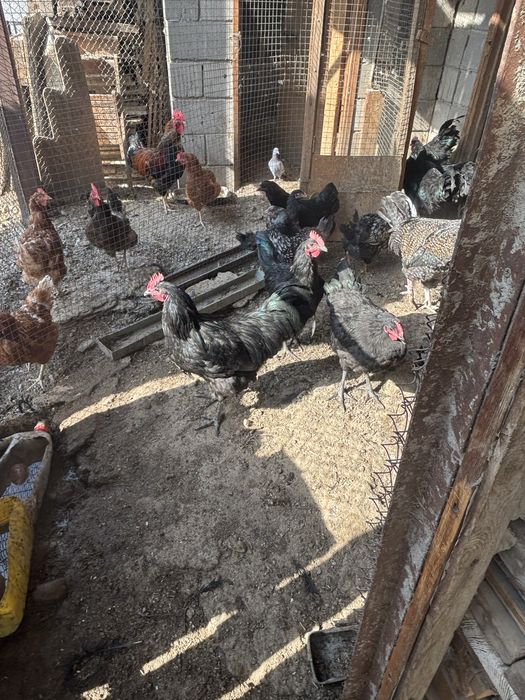 Продам Австролорп петухи