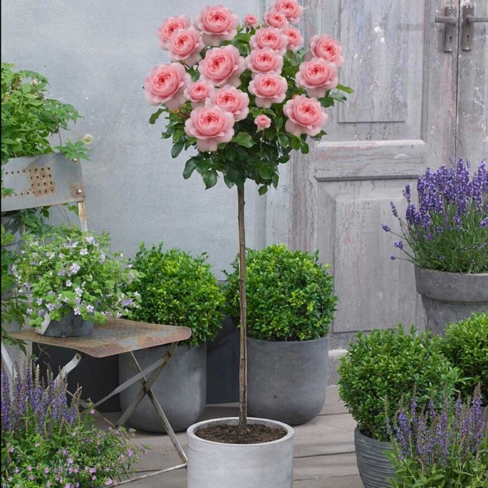 Trandafiri port înalt