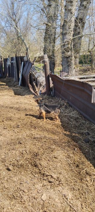 Продам Ягтериера