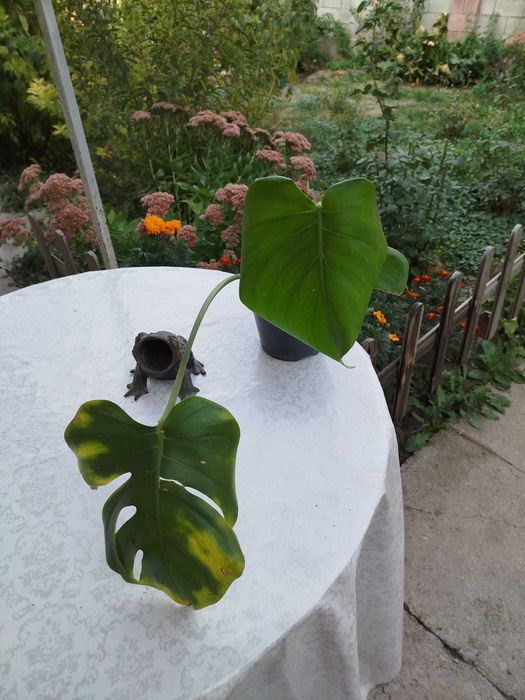 Цветы,монстера Альба,монстера деликатесная