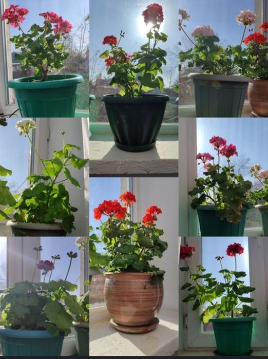 Домашние Герани 5 штук.