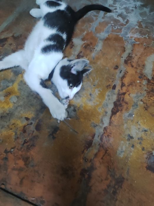 Отдам в добрые руки котенка крысоловки.