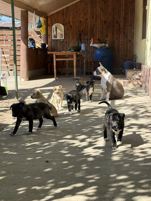 Metis amstaff 2 luni