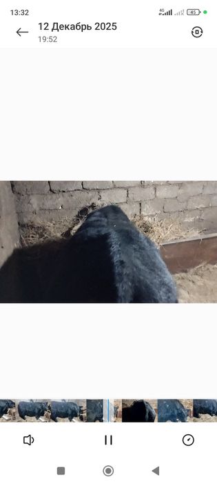 Бычок 10 месяц Ангус Сементал