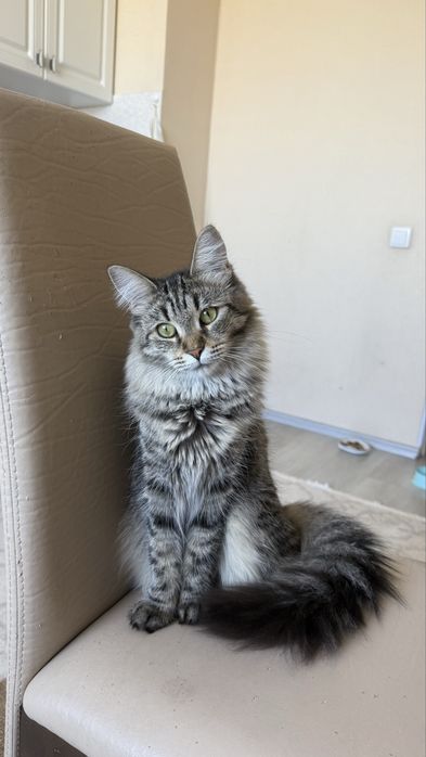 Мама Мейнкун, папа подлец