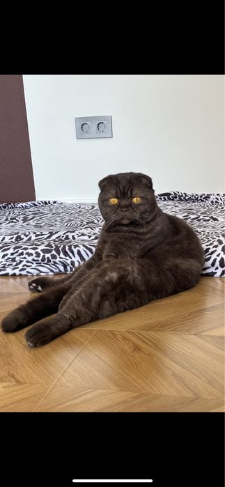 Кот Шотландец Скоттиш Фолд Вислоухий Мальчик
