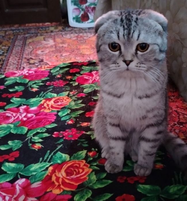 (Skotsh fold.)Sotilmidi!!! Vyazka. Ogil bola 1yosh soglom