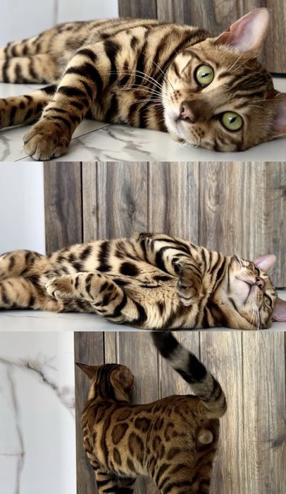 Шикарный бенгальский котёнок Лео
