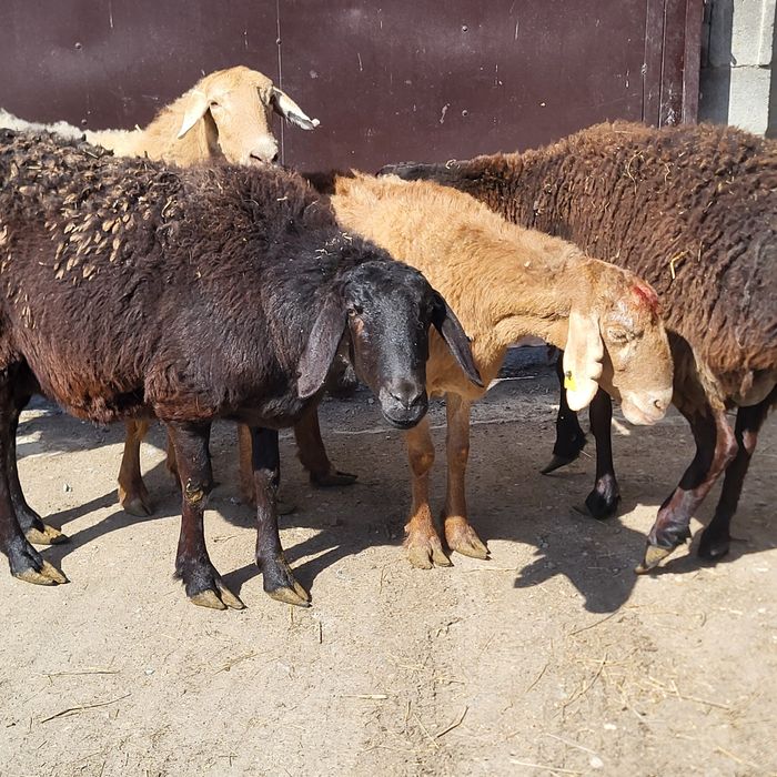 Продам 4 головы Арашан маток