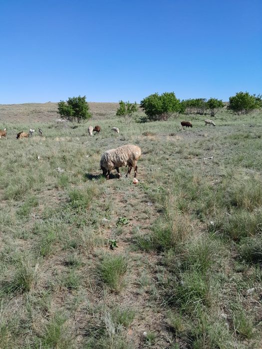 Продам большого кошкара