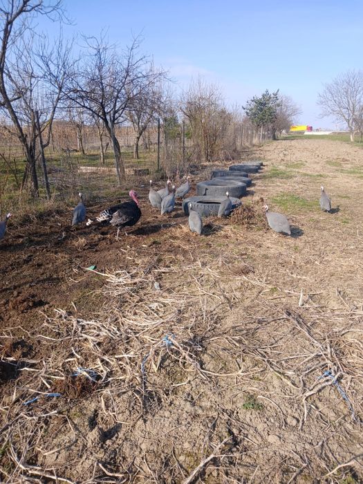 De vanzare 9 bibilici