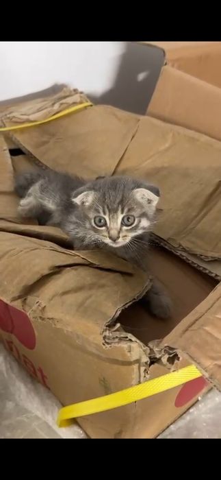 Котята вислоухий