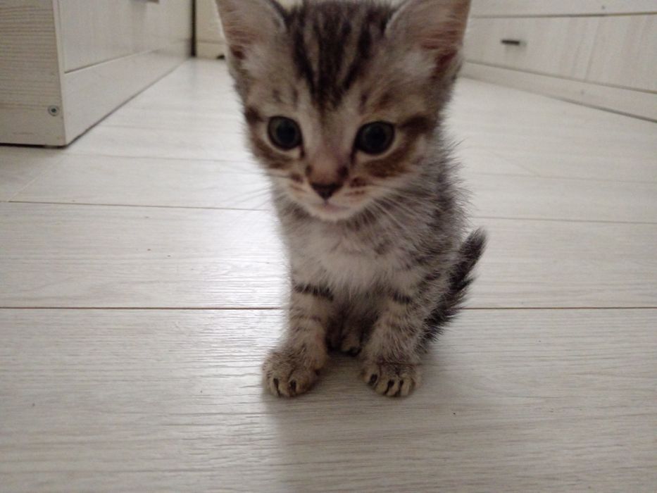 Продаётся шотландский короткошёрстный мальчик