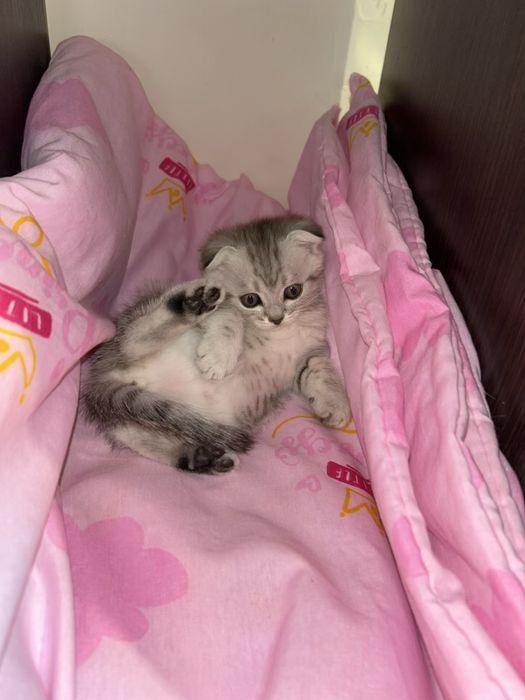 Продам шотланских котят