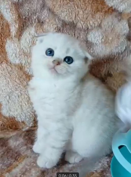 Продаются чистокровные шиншиллы