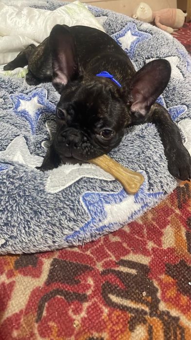 Вязка французского бульдога