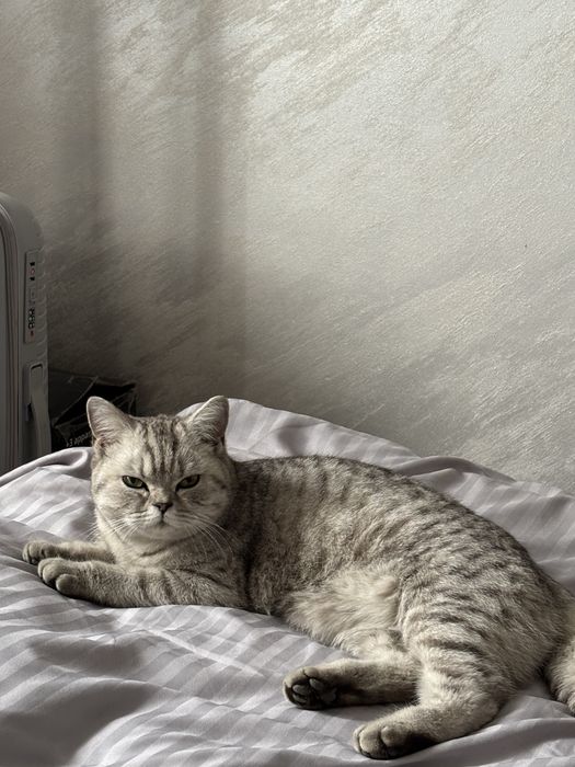 Продаётся котёнок