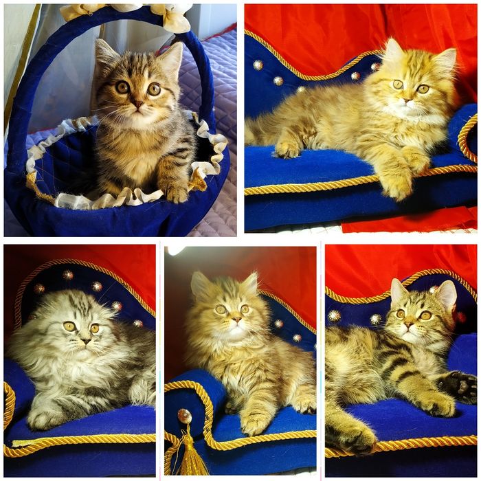 Шотландские котята