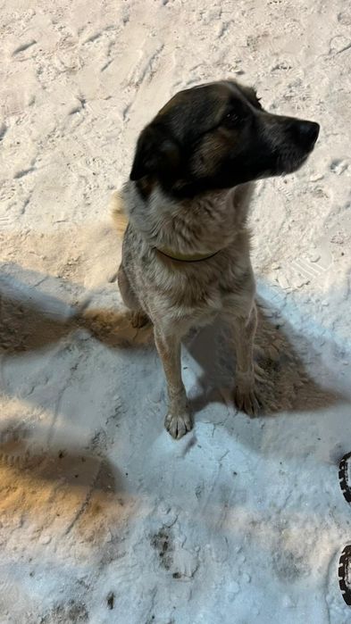 Собака с ошейником в Центральном парке