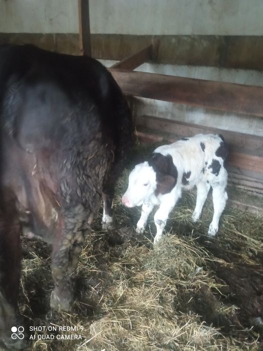 Vând vaca buna de lapte