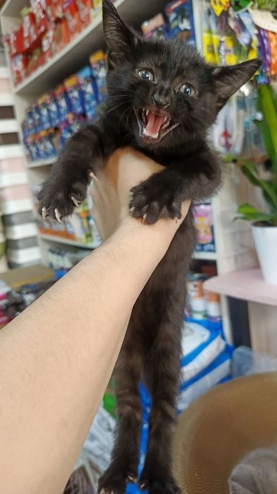 Отдам котят бесплатно в хорошие руки