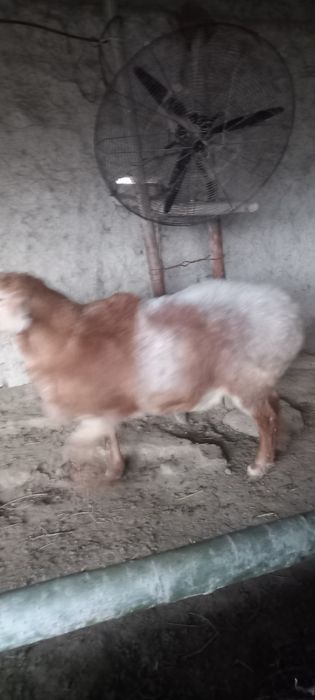 Арашан кучкор сотилади