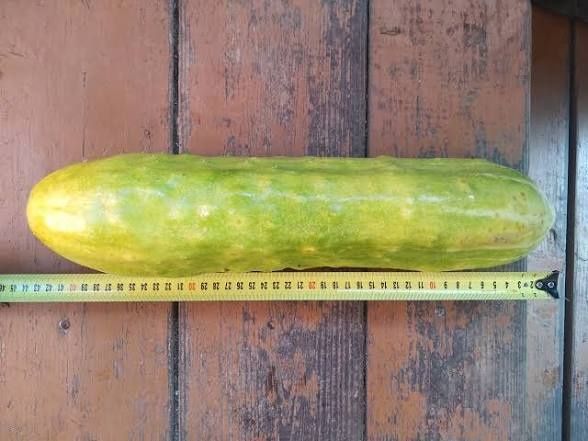 Продам  Стринги для худеньких и бритых