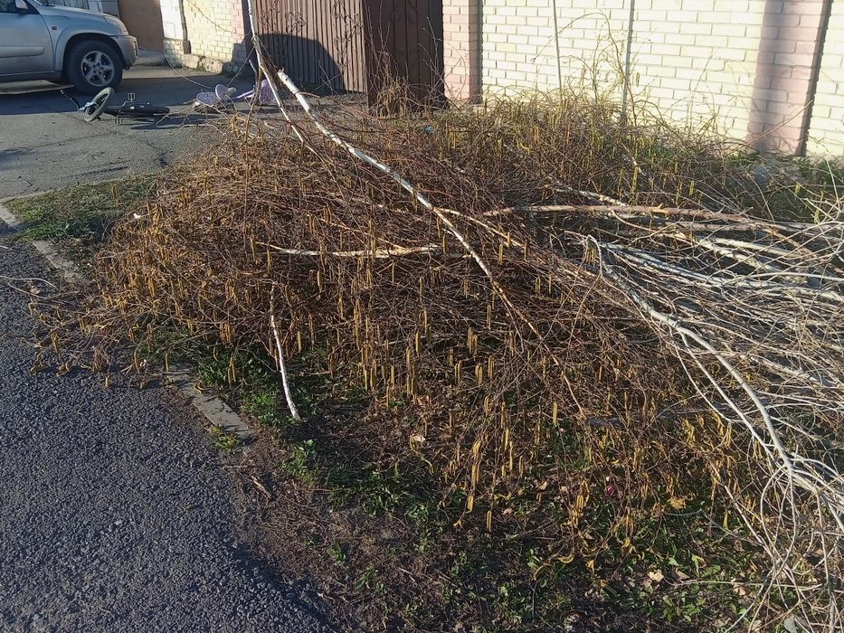 Отдам даром самовывоз на дрова дерево карагач