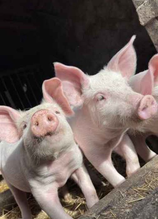 Продаются Поросята