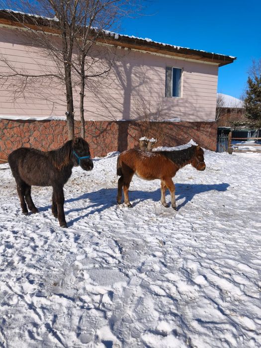 Продам жабагы мальчик и девочка