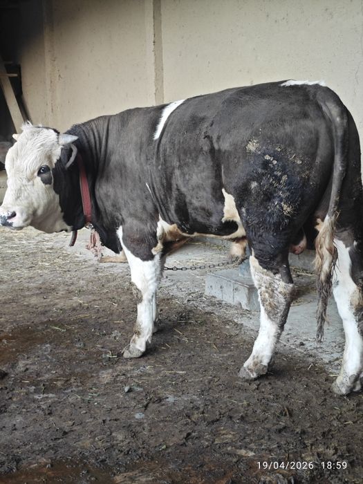 Gibrid xoʻkiz sotiladi