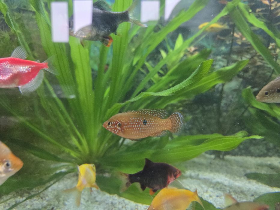 Цихлида Хромис Красавец