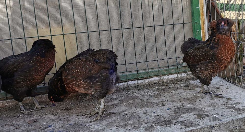 Oua Araucana potarnichiu, rasa pura