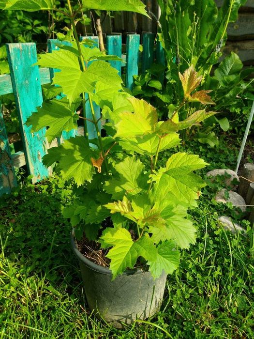 Калина крупная, куст