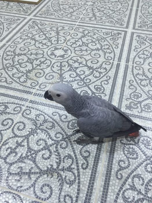 Продам жако ручной