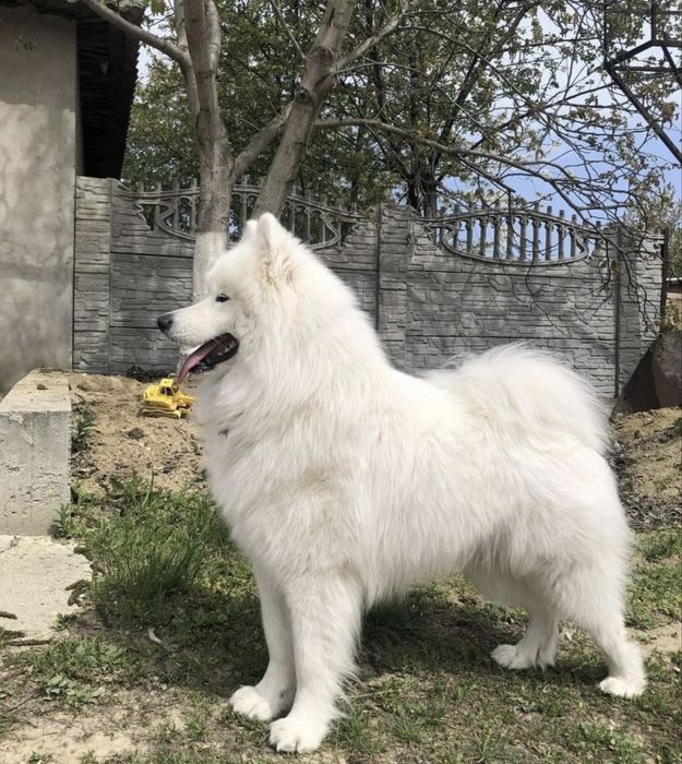 Вязка кобель самоед