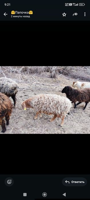 Тоқты сатылады .