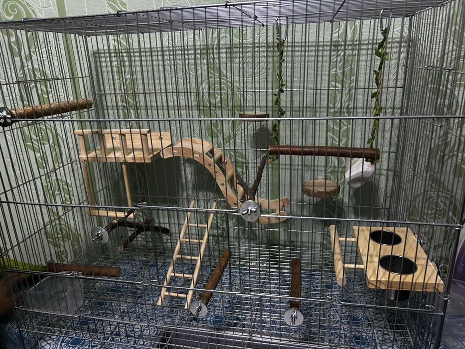 Попугаи неразлучники