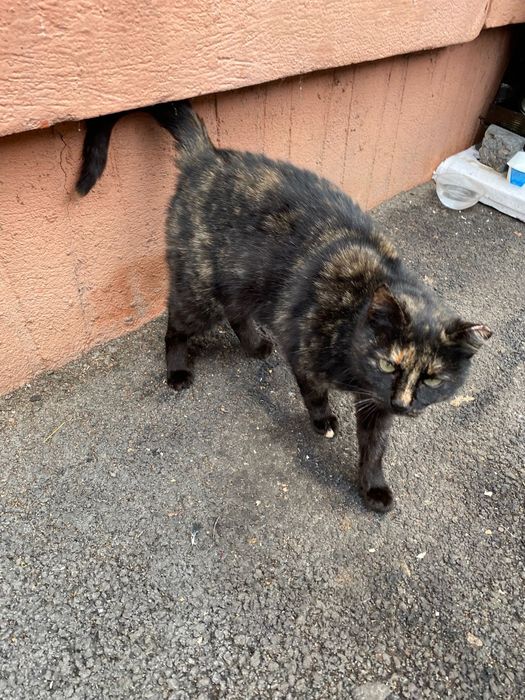 Adoptie pisica tortoishell Hera