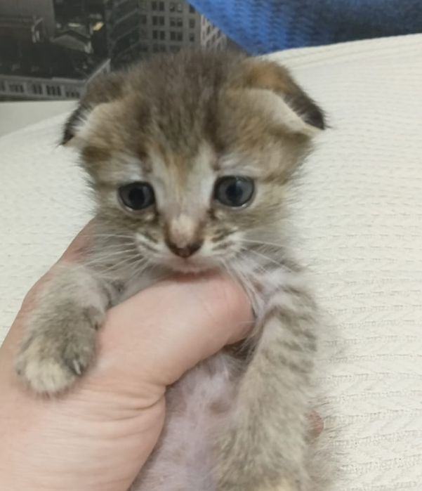 Отдам котенка !!!