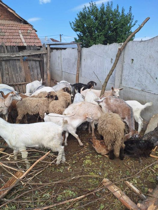 Vând capre cu lapte și fără plus miei și purcei