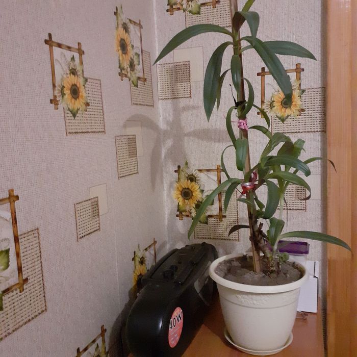 Продам комнатный цветок Рео