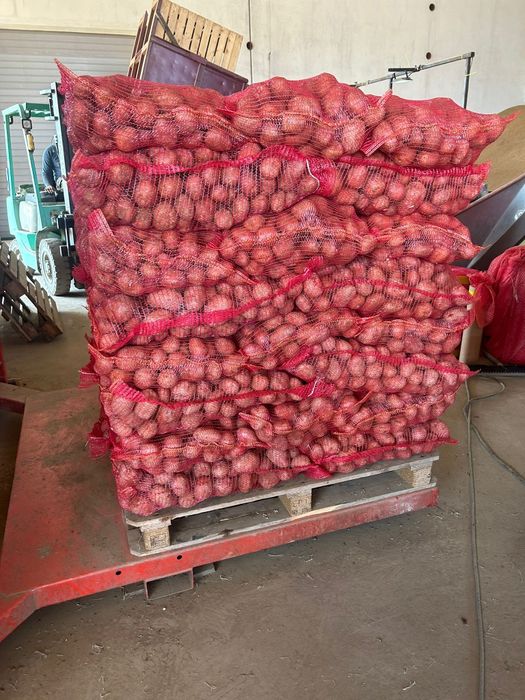 Cartof Rosu Bellarosa