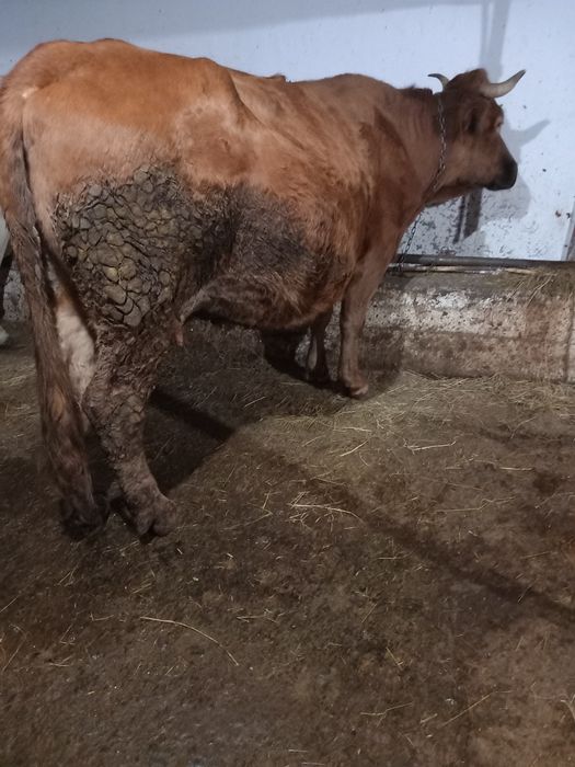 De vânzare vaca gestanta