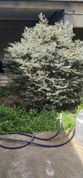 Срочно. Продаётся голубая ель 3 шт