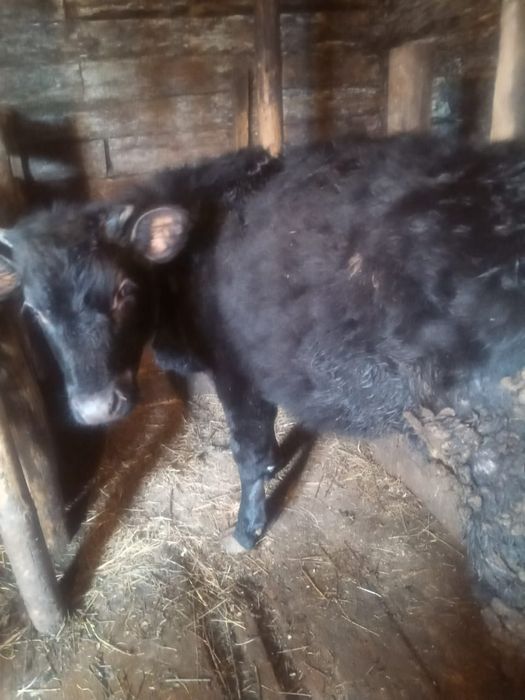 Продам на разведение телочек