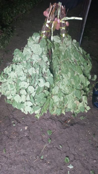 Продам банный веники берёза и солодка